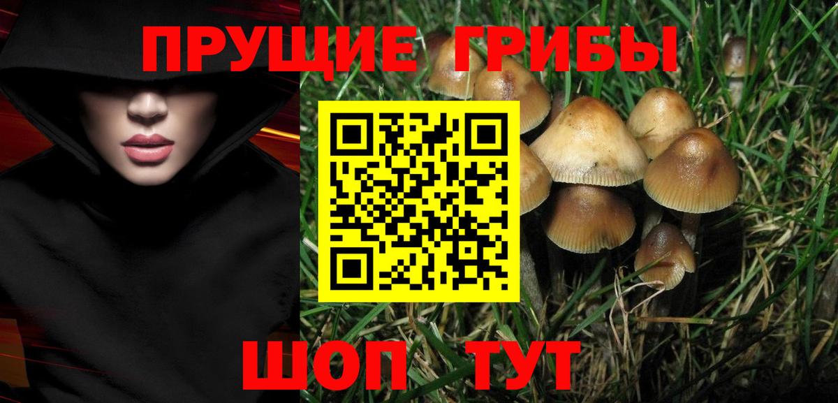 Курганинск  Псилоцибиновые грибы прущие грибы  Вход с VPN  Псилоцибиновые грибы Psilocybe 