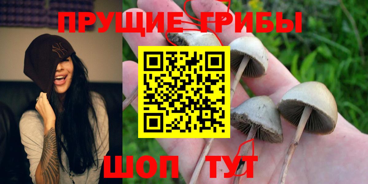 Галлюциногенные грибы GOLDEN TEACHER Курганинск